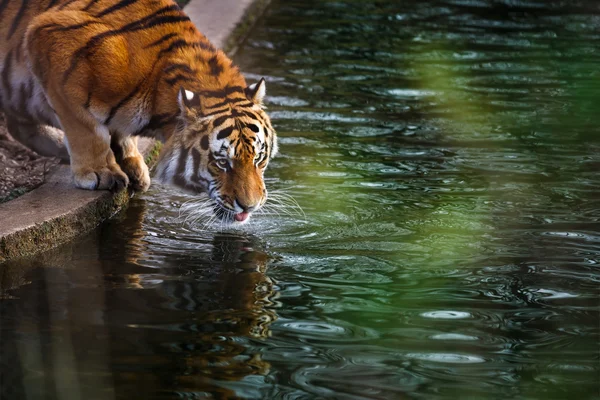 Тигр на поливе — стоковое фото