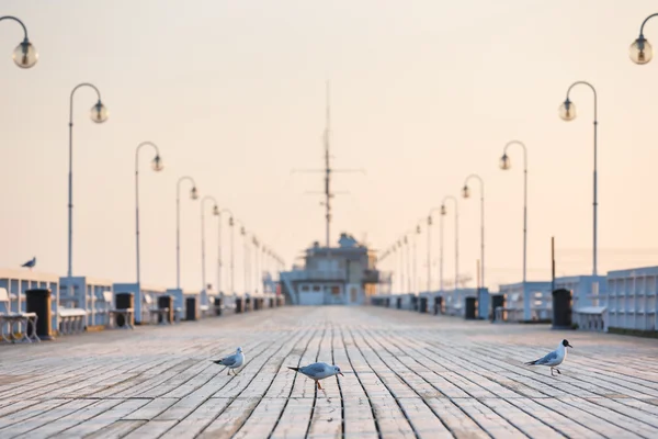 Seagull on the wooden pier — Stock Photo, Image