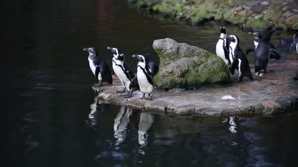 Pingvinek a víz közeli
