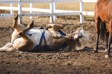 Bir çamura yalan at