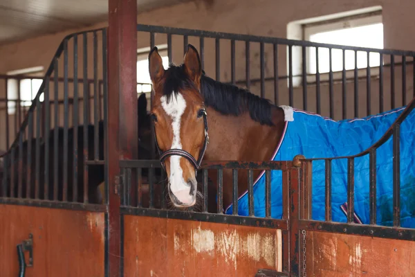 Caballo con manta — Foto de Stock