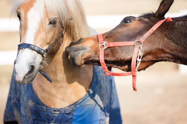 Los caballos juguetones — Foto de Stock