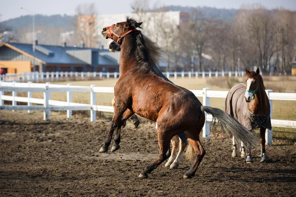 The jumping horses — Stock Photo, Image