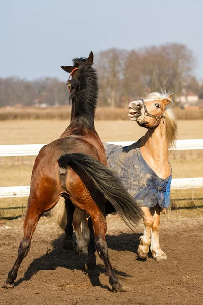 A játékos lovak — Stock Fotó