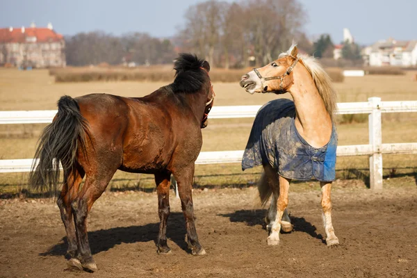 De speelse paarden — Stockfoto