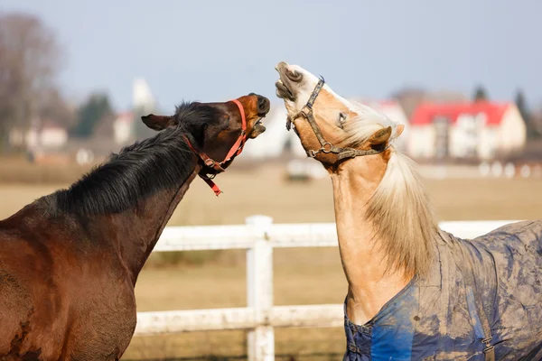 The playful horses — Stock Photo, Image