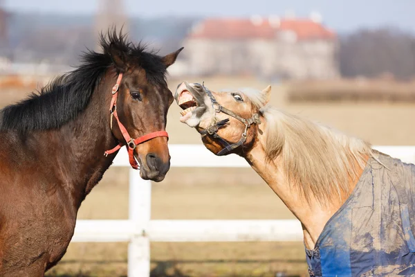 Die verspielten Pferde — Stockfoto