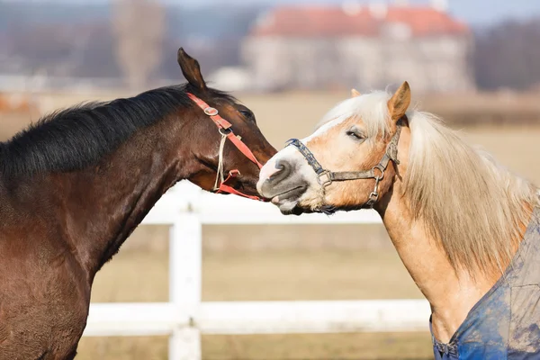 The playful horses — Stock Photo, Image