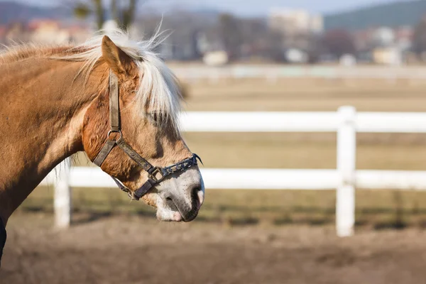 Portrait of a horse — Stock Photo, Image