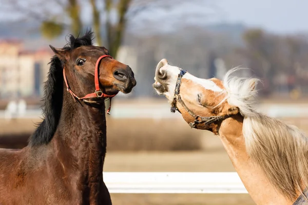Hravé koně — Stock fotografie