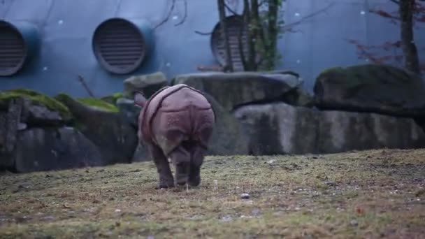 Das Baby-Nashorn — Stockvideo