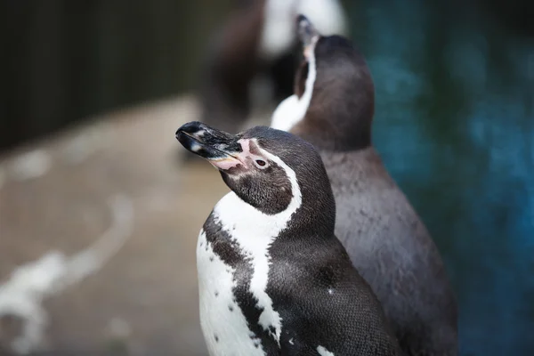 Der Pinguin im Herbst — Stockfoto