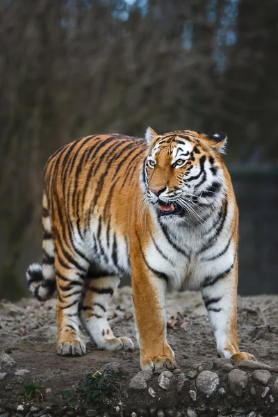 The siberian tiger — Stock Photo, Image