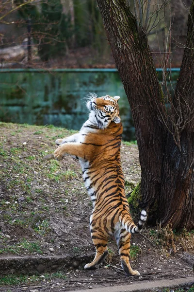 O tigre dançante — Fotografia de Stock