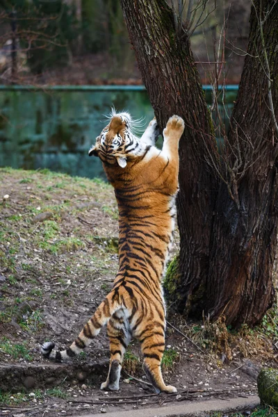 Χορεύοντας tiger — Φωτογραφία Αρχείου