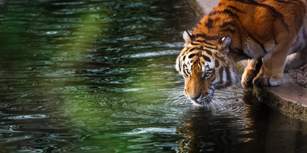 Tiger at the watering — Stock Photo, Image