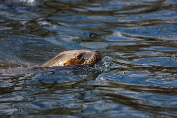 Sea lion in the water — Stock Photo, Image