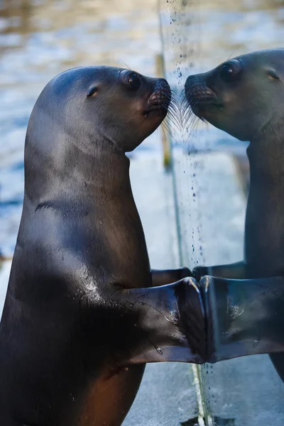 Seelöwe blickt zum Spiegel — Stockfoto