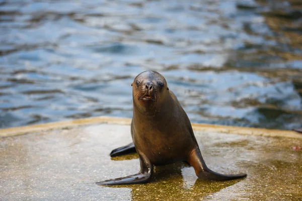 Seelöwe am Ufer — Stockfoto