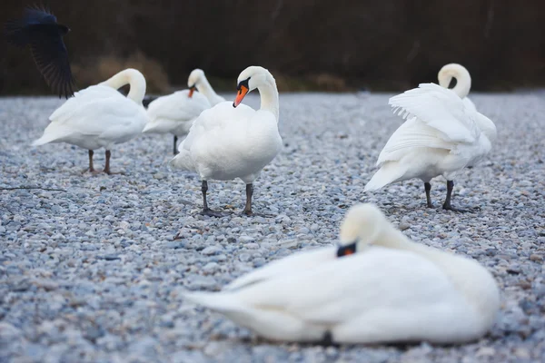 Лебеди на гальке — стоковое фото