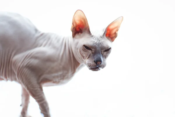 Sphynx kattenras — Stockfoto