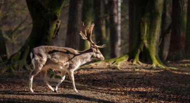 Bir ormandaki erkek geyik