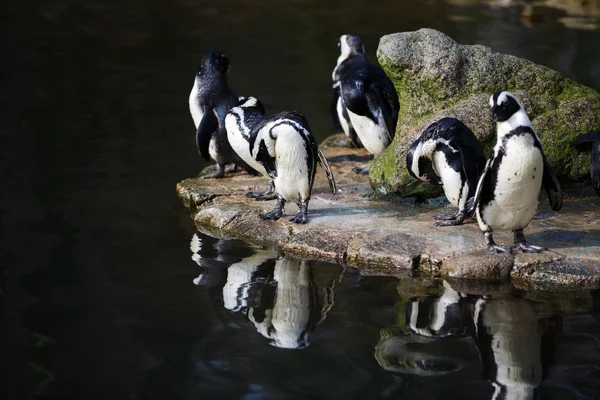 Penguins nearby the water — Stock Photo, Image