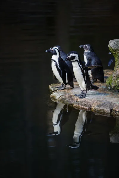 Penguins nearby the water — Stock Photo, Image