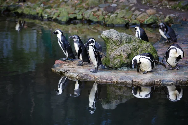 Pingüinos cerca del agua — Foto de Stock