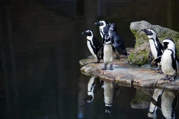Penguins nearby the water — Stock Photo, Image