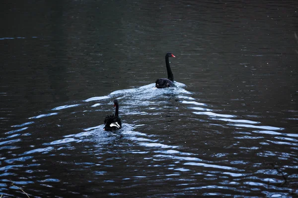 Два черных лебедя — стоковое фото