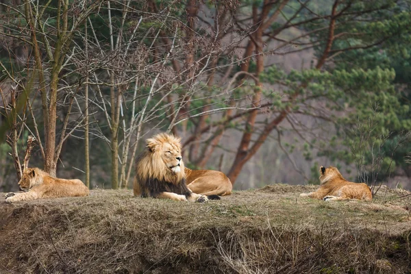 Family of king — Stock Photo, Image