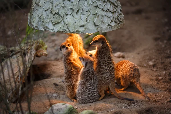 Meerkats under the lamp — Stock Photo, Image