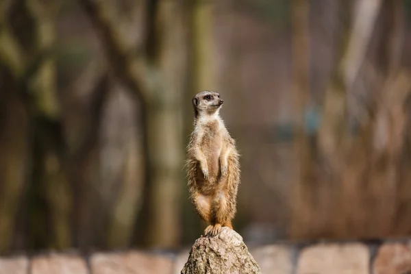 The meerkat on a hill — Stock Photo, Image