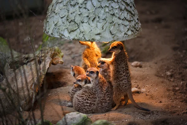 Meerkats under lampan — Stockfoto