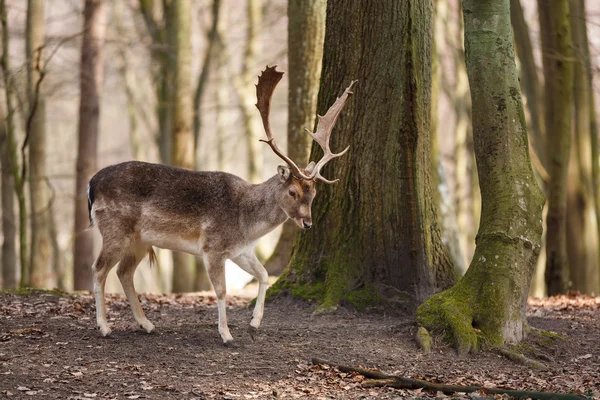 Manliga rådjur i en skog — Stockfoto