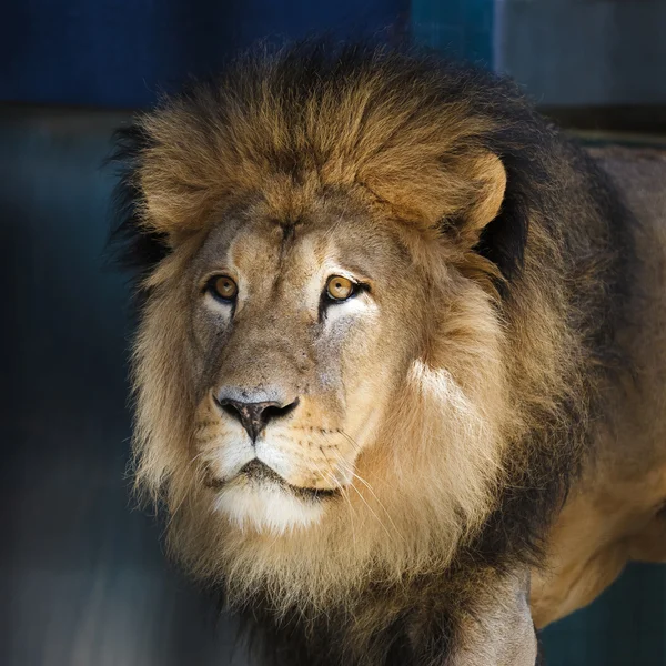 Portrait of the lion — Stock Photo, Image