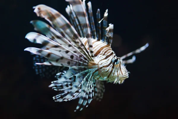 Zebrafisken i vatten — Stockfoto