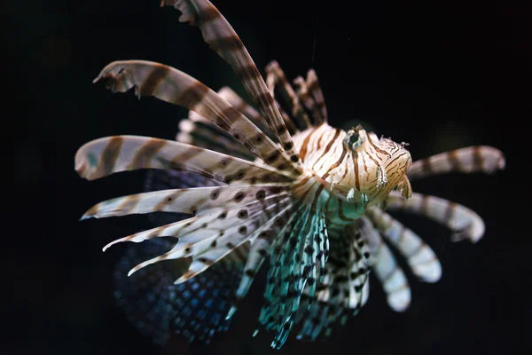 Peixe zebra na água — Fotografia de Stock