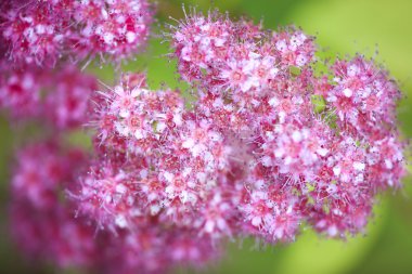 Çiçek açan kır çiçekleri