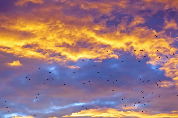 Птицы на закатном небе — стоковое фото
