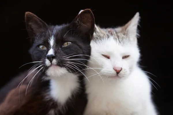 Två kramar katter — Stockfoto