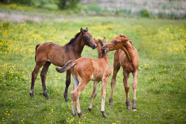 Trois poulains dans la prairie — Photo