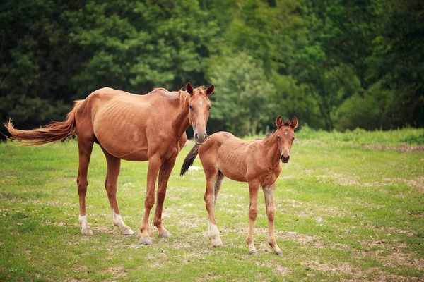 Foal cerca de su madre — Foto de Stock