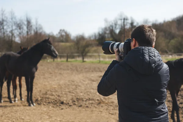 Fotografische Arbeit mit Pferden — Stockfoto