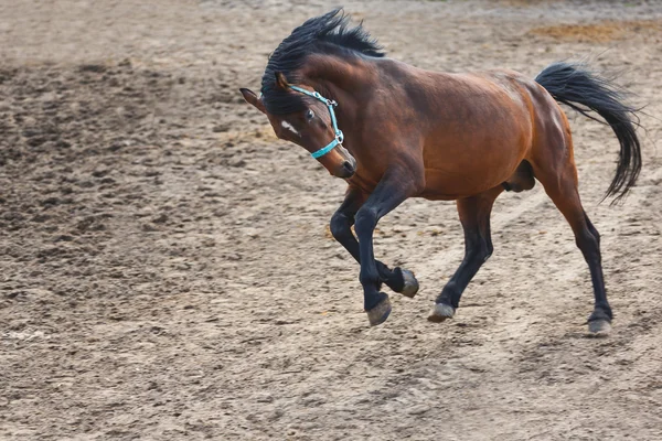 O cavalo de corrida — Fotografia de Stock