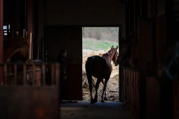 O cavalo vai dar um passeio — Fotografia de Stock