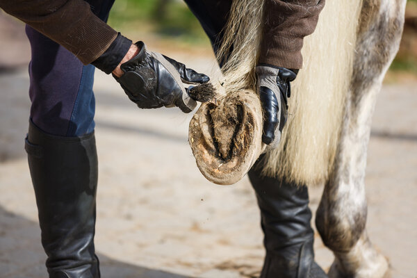 Cleaning the hooves of horse