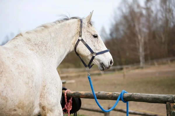 White horse before the training — Stock Photo, Image