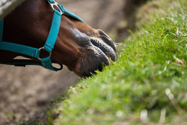 El caballo alimentando la hierba — Foto de Stock